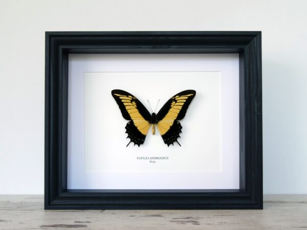 Papilio androgeus, fekete keretben | #2774