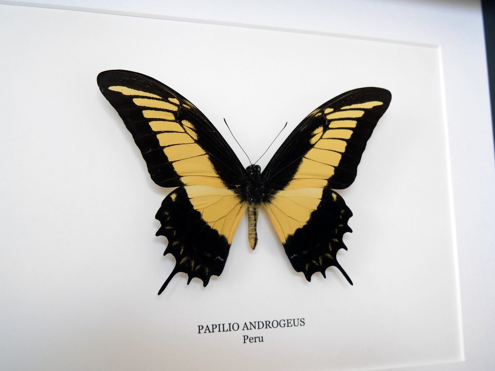 Papilio androgeus, fekete keretben | #2775