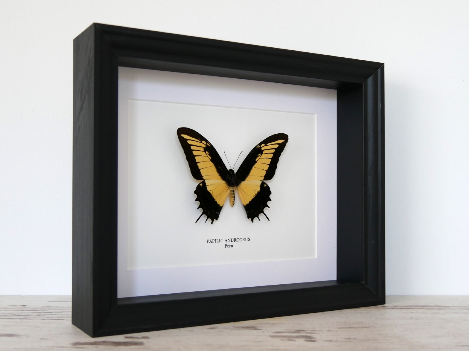 Papilio androgeus, fekete keretben | #2776