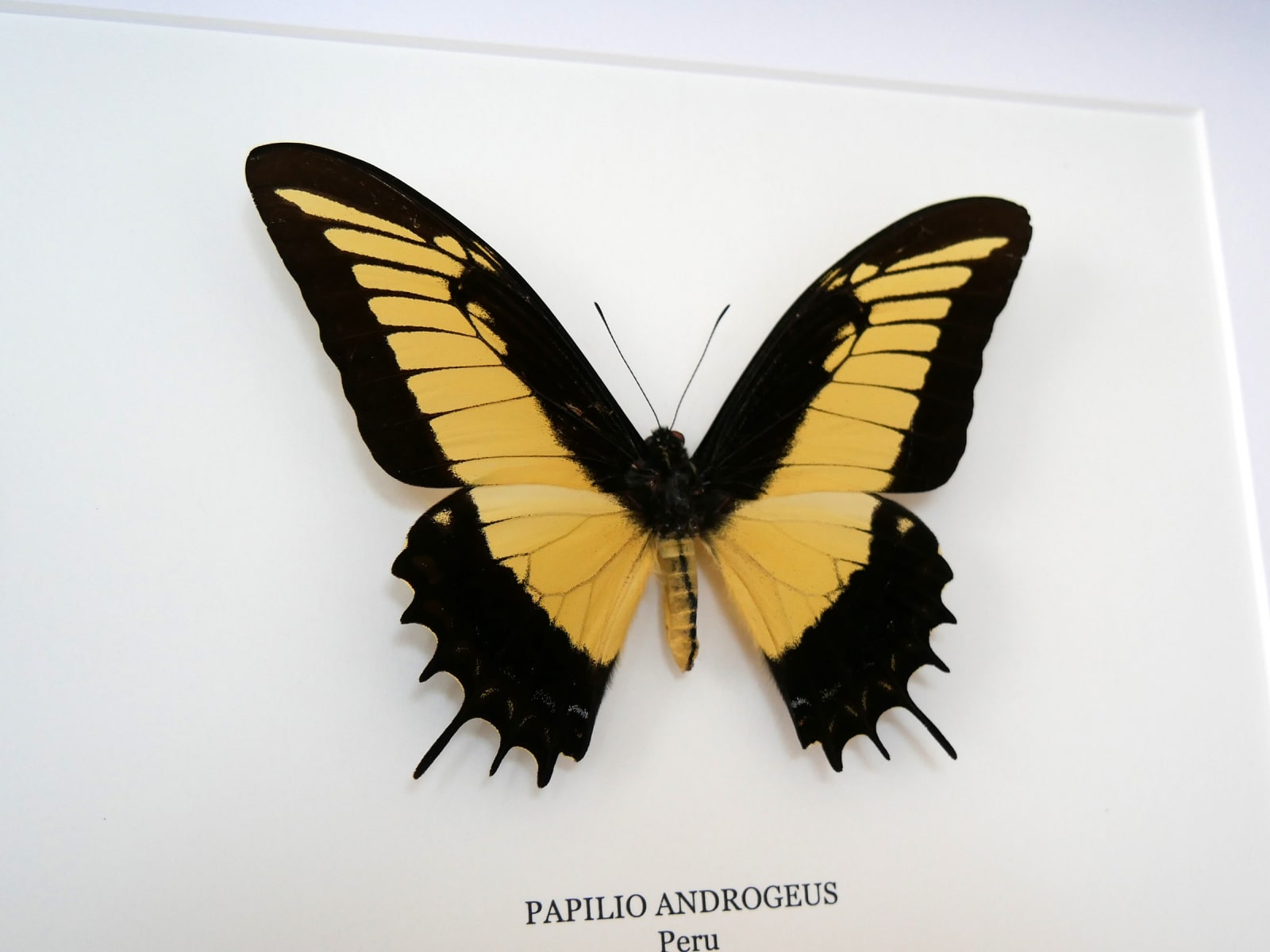 Papilio androgeus, fekete keretben | #2776