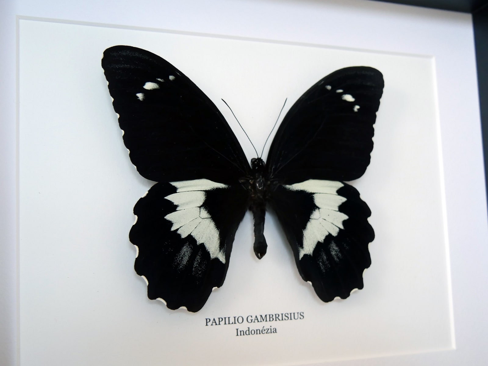 Papilio gambrisius colossus, fekete keretben | #2773