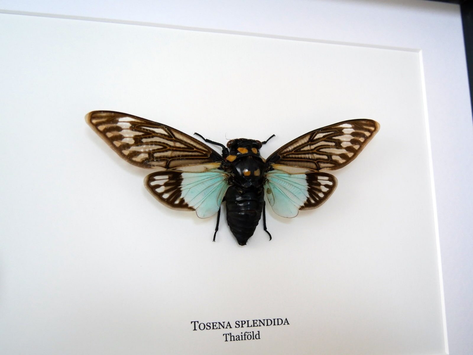 Tosena splendida, fekete keretben | #2784