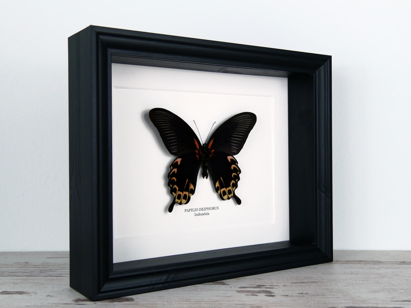 Papilio deiphobus, fekete keretben | #2897