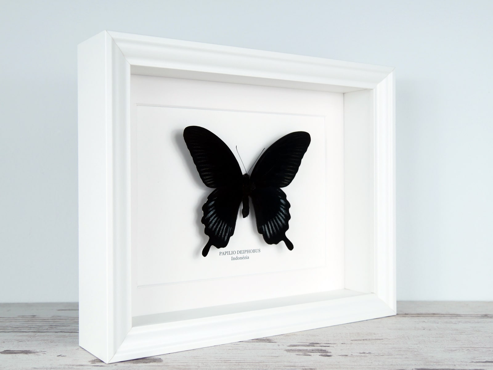 Papilio deiphobus, fehér keretben | #2901