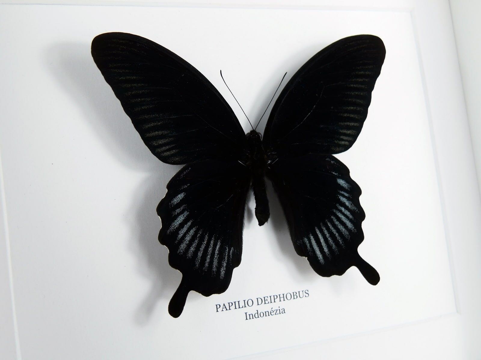 Papilio deiphobus, fehér keretben | #2901