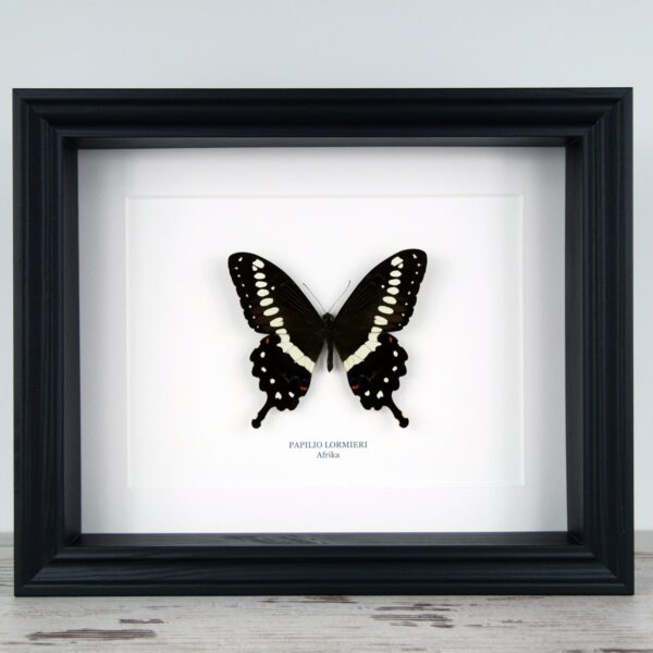 Papilio lormieri, fekete keretben | #2893