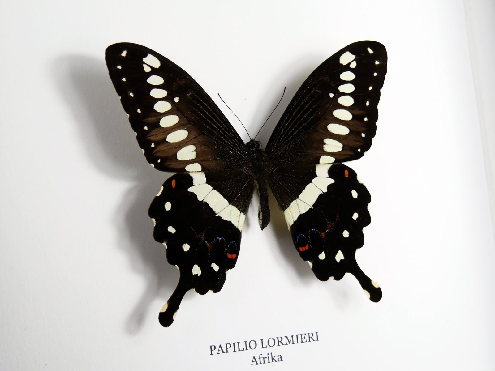 Papilio lormieri, fekete keretben | #2893