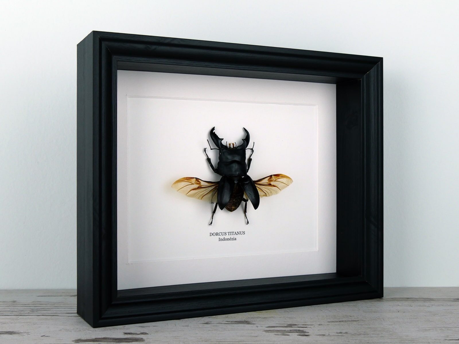 Dorcus titanus, fekete keretben