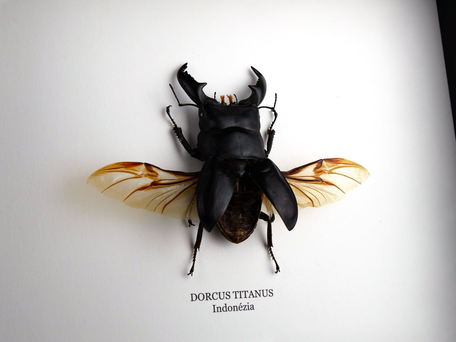 Dorcus titanus, fekete keretben