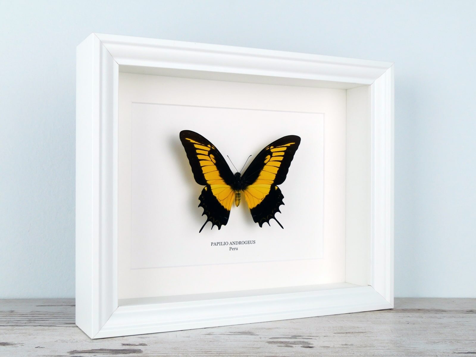 Papilio androgeus, fehér keretben