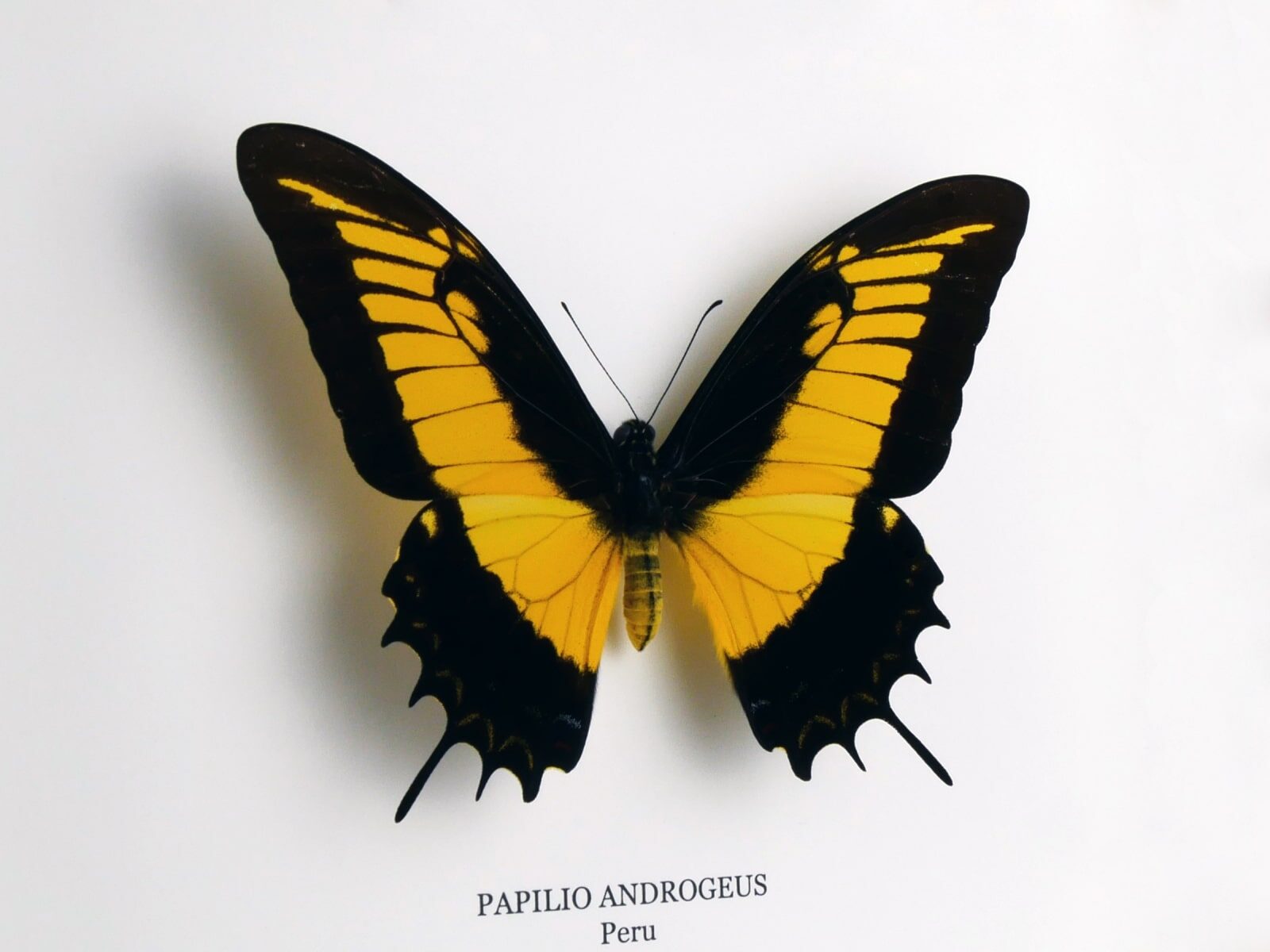Papilio androgeus, fehér keretben