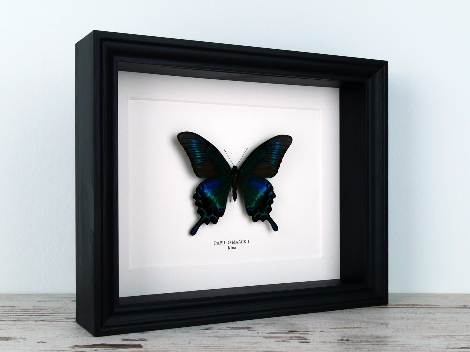 Papilio maackii, fekete keretben