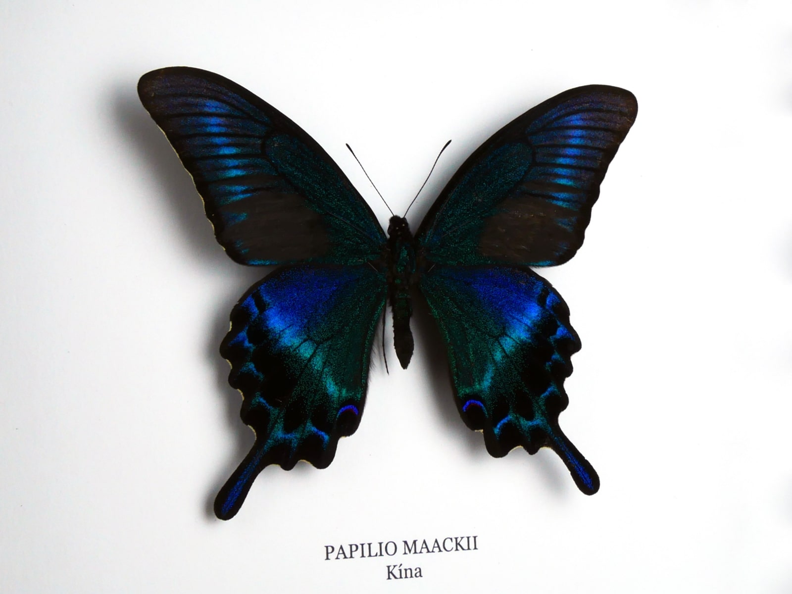 Papilio maackii, fekete keretben