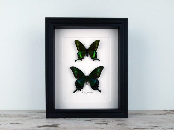 Papilio maackii (tavaszi és nyári forma), fekete keretben