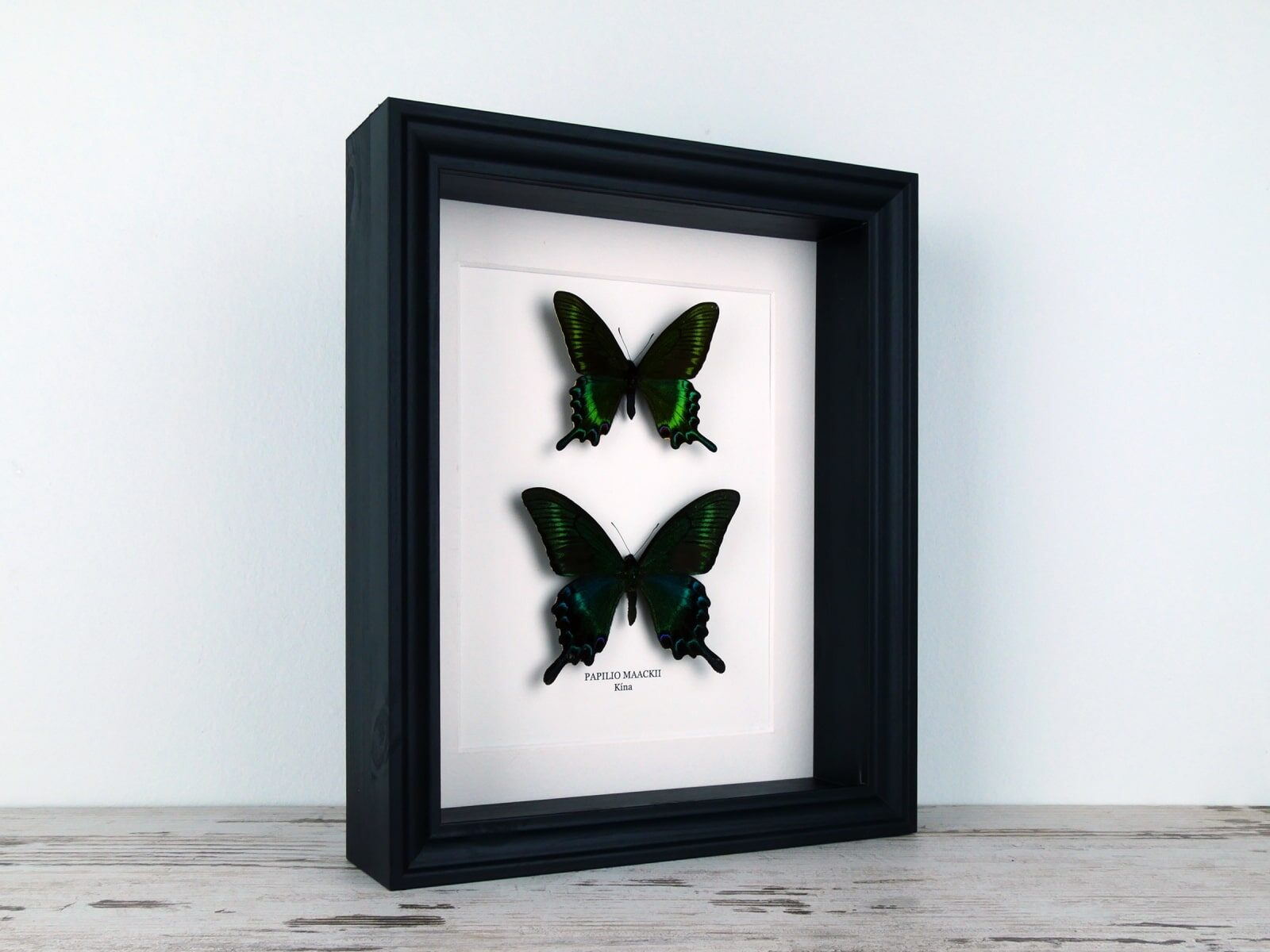 Papilio maackii (tavaszi és nyári forma), fekete keretben