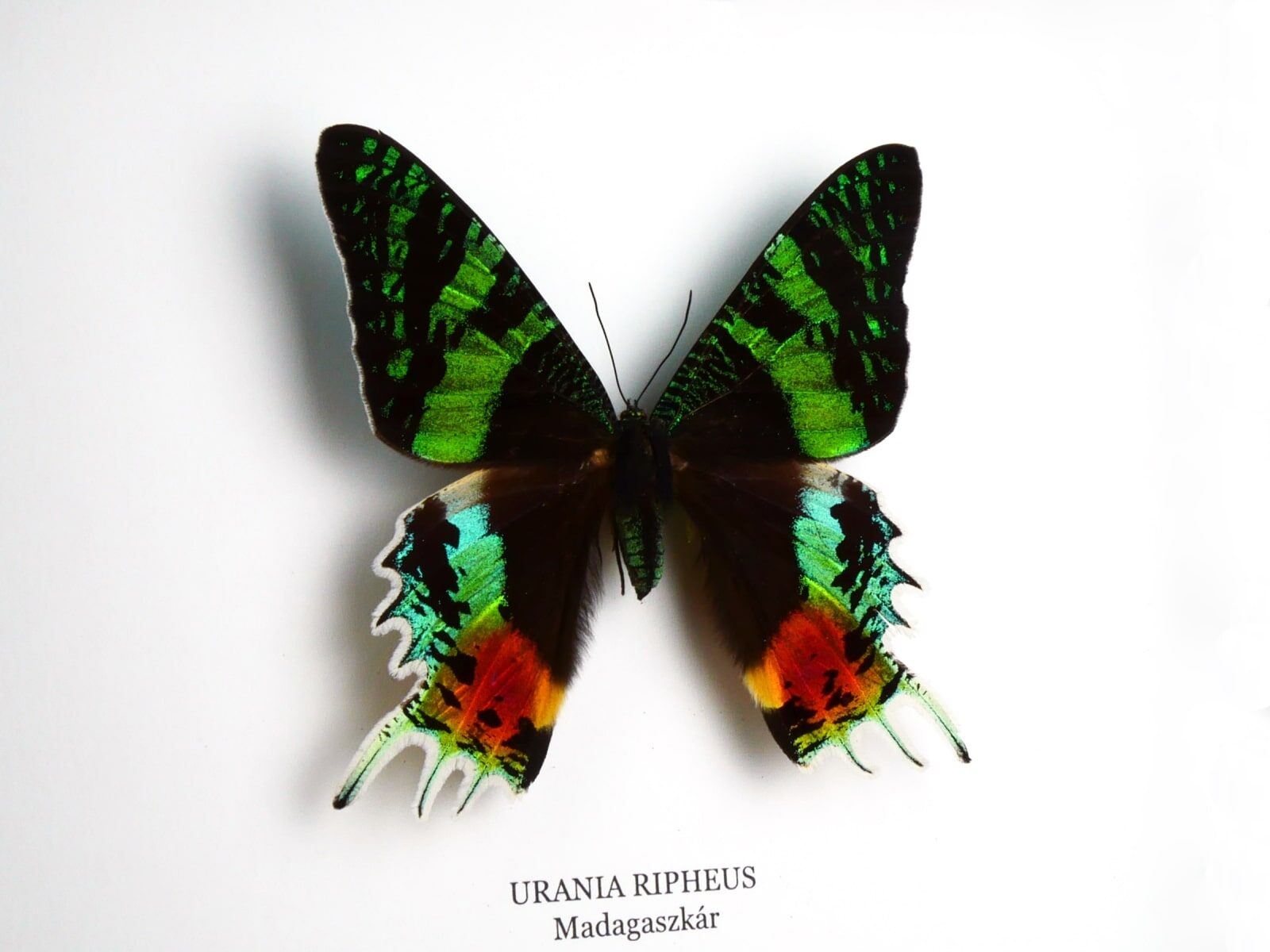 Urania ripheus, fekete keretben