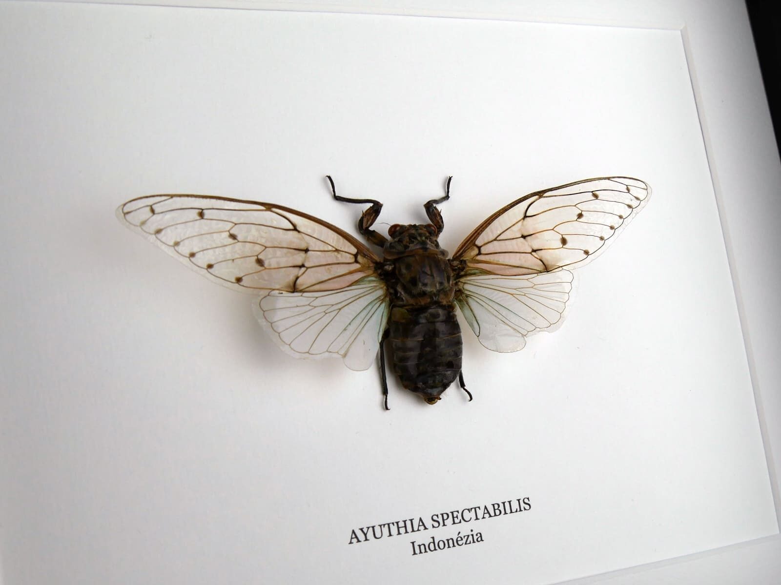 Ayuthia spectabile, fekete keretben