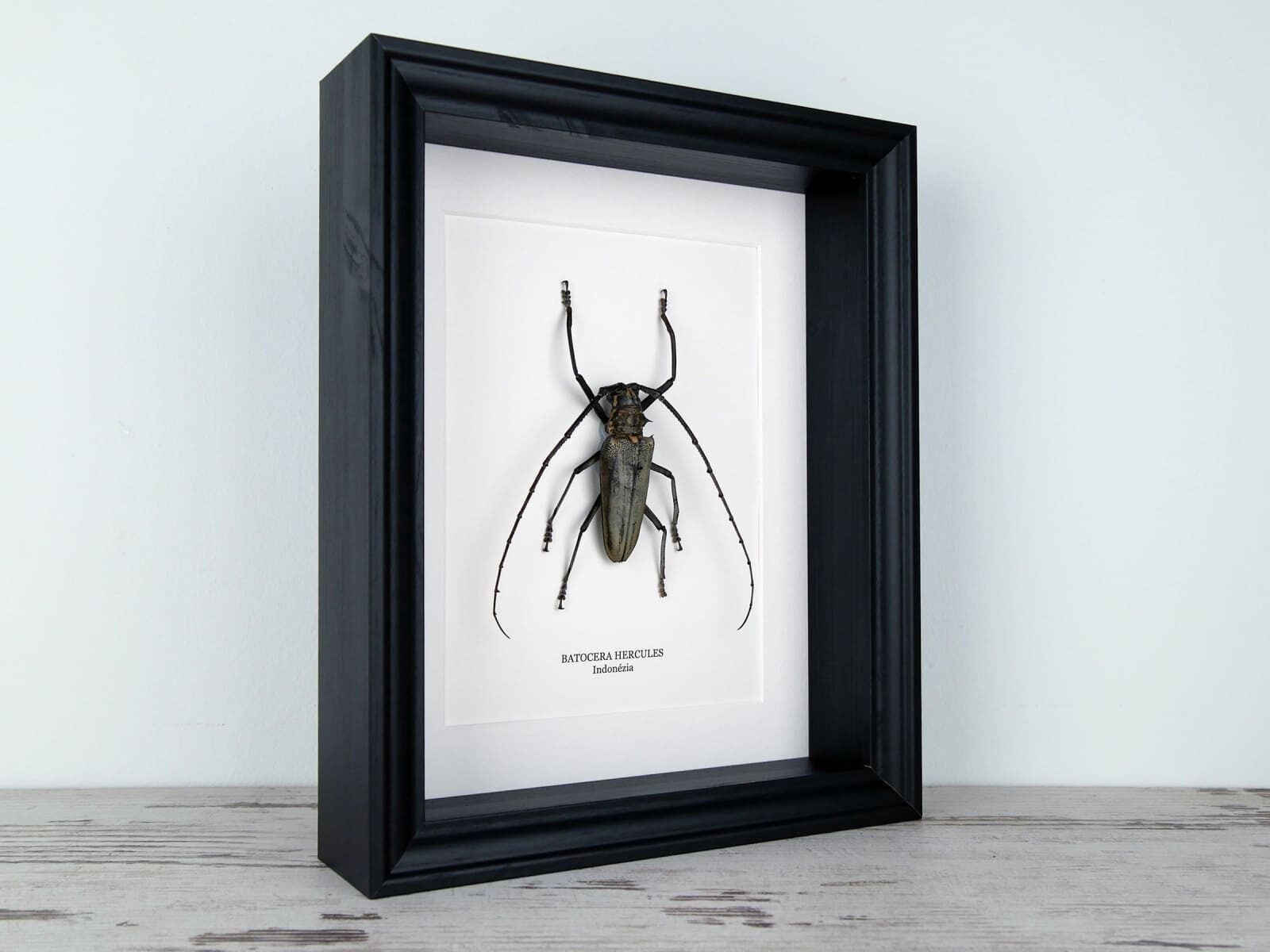 Batocera hercules hím, fekete keretben