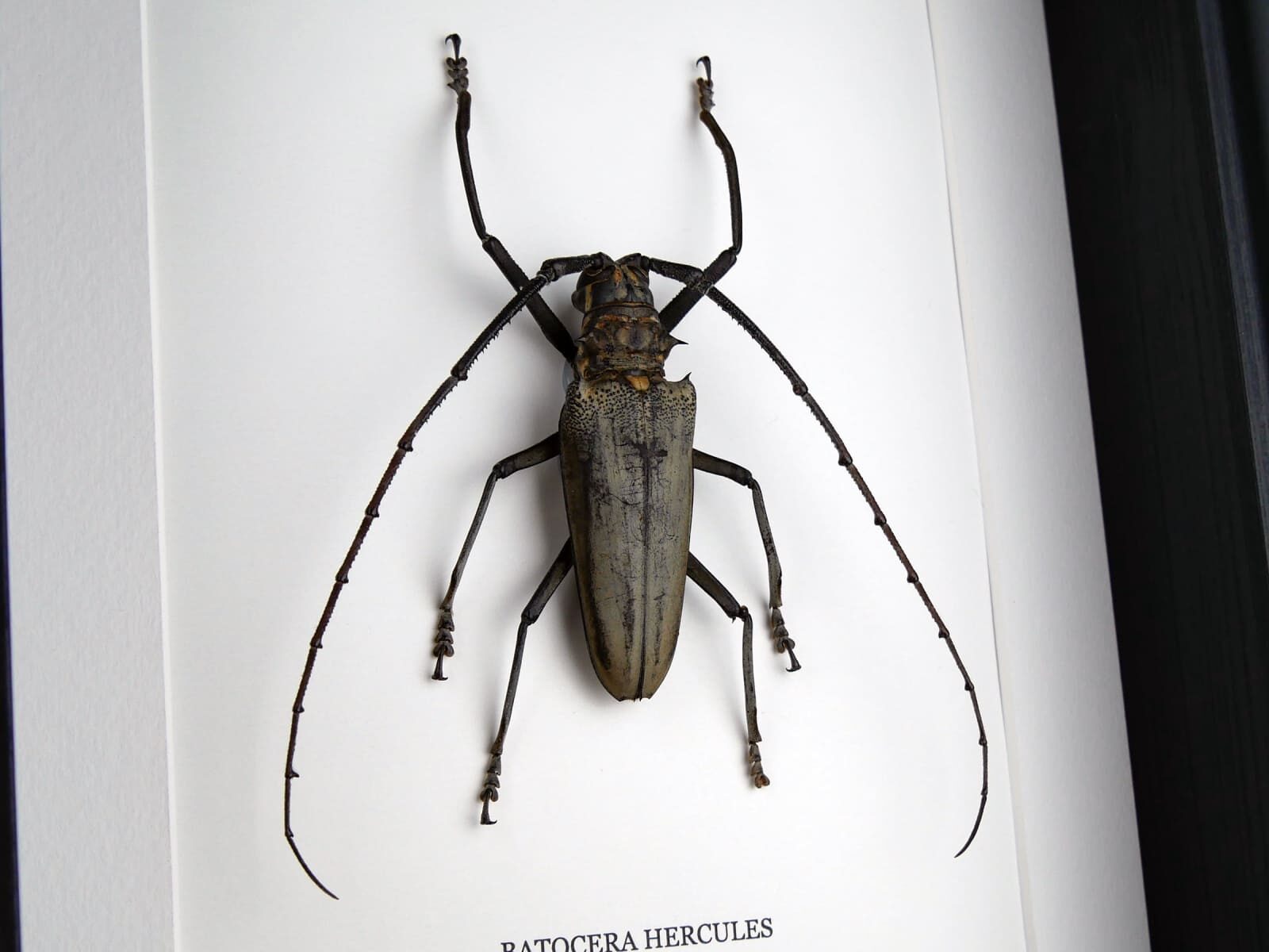 Batocera hercules hím, fekete keretben