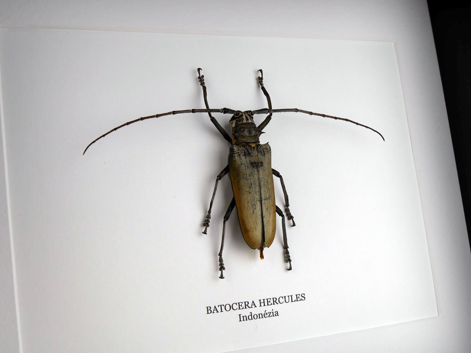 Batocera hercules nőstény, fekete keretben