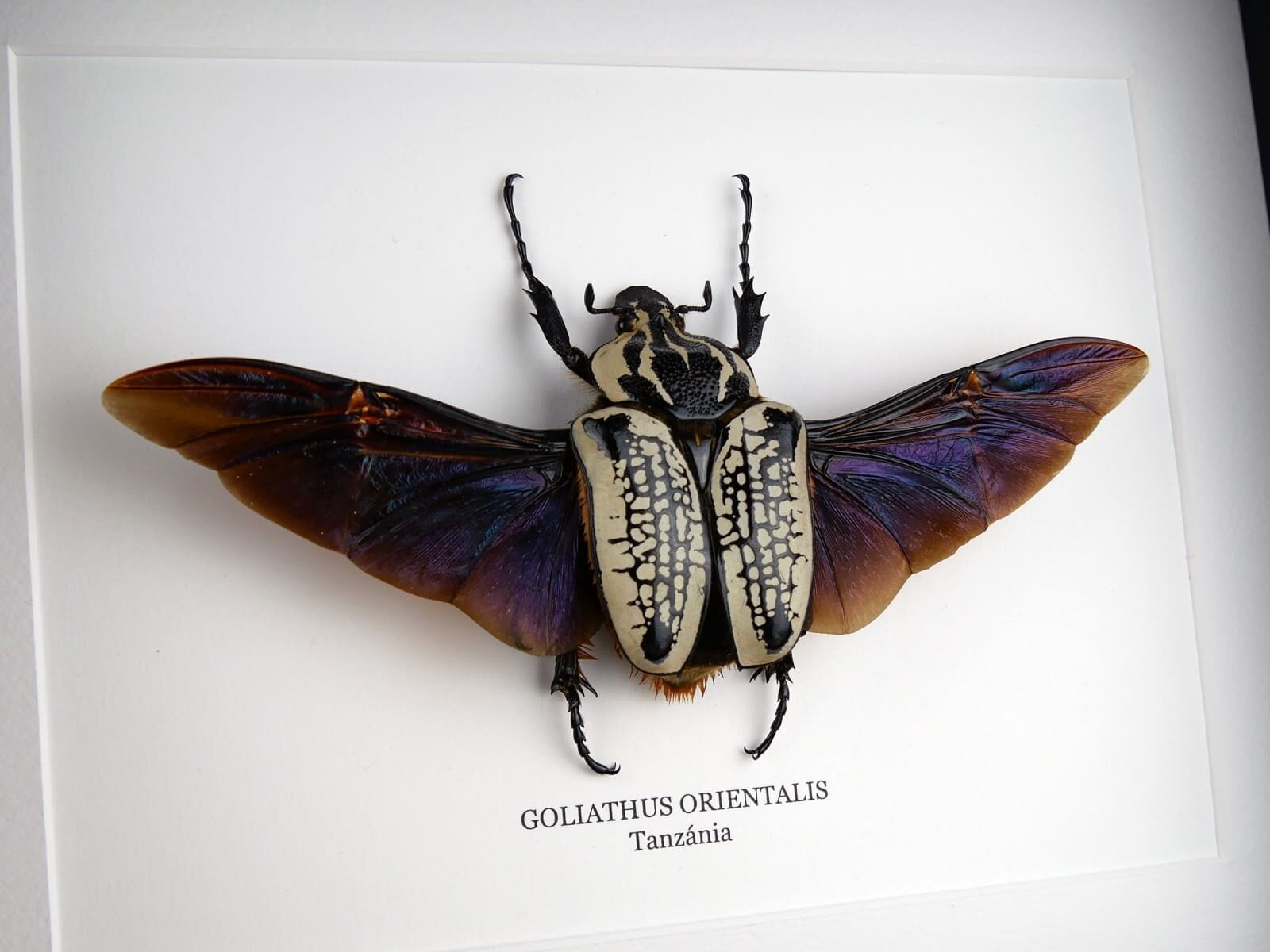 Goliathus orientalis nőstény, fekete keretben