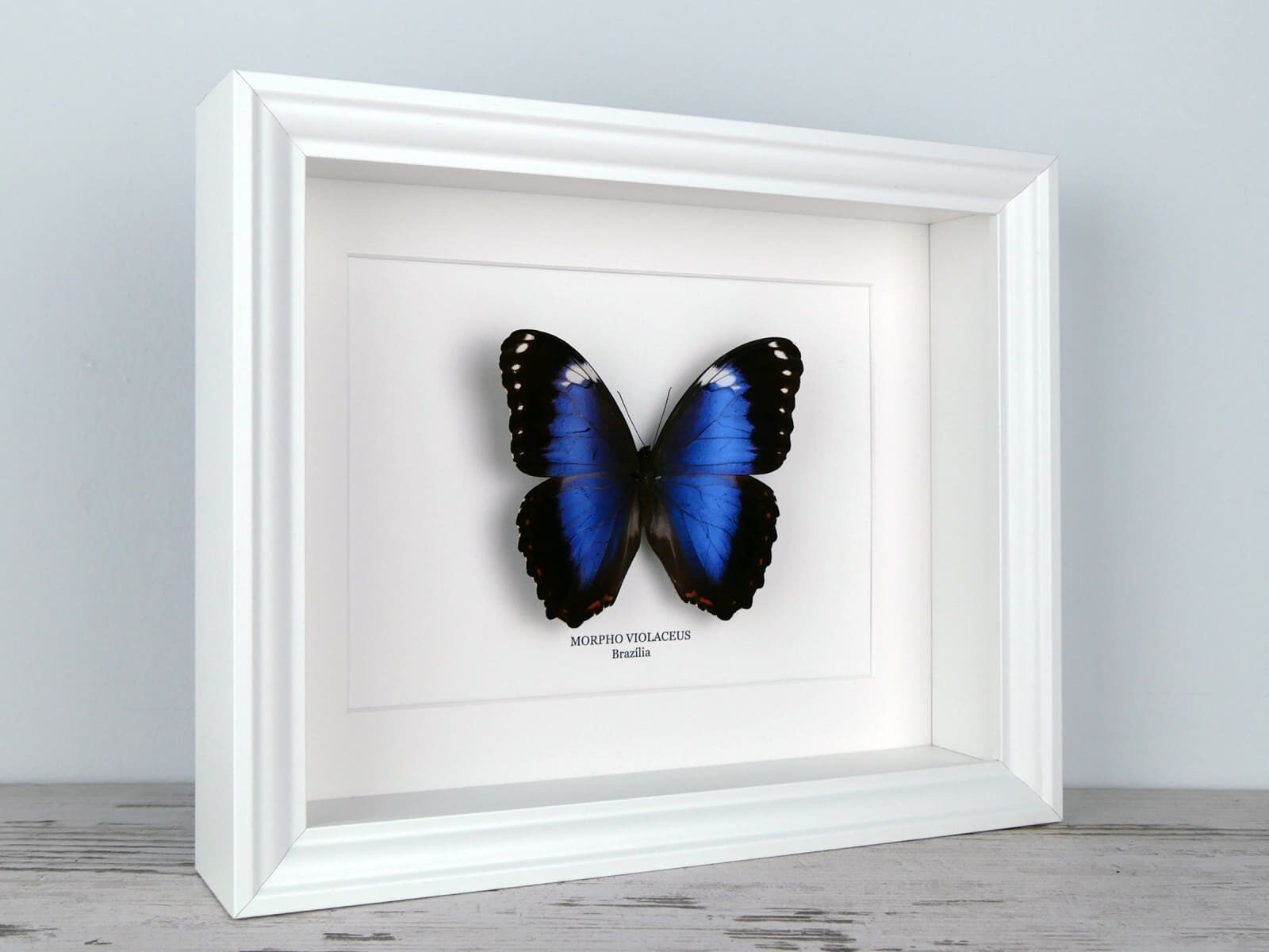 Morpho violaceus azúrlepke, fehér keretben