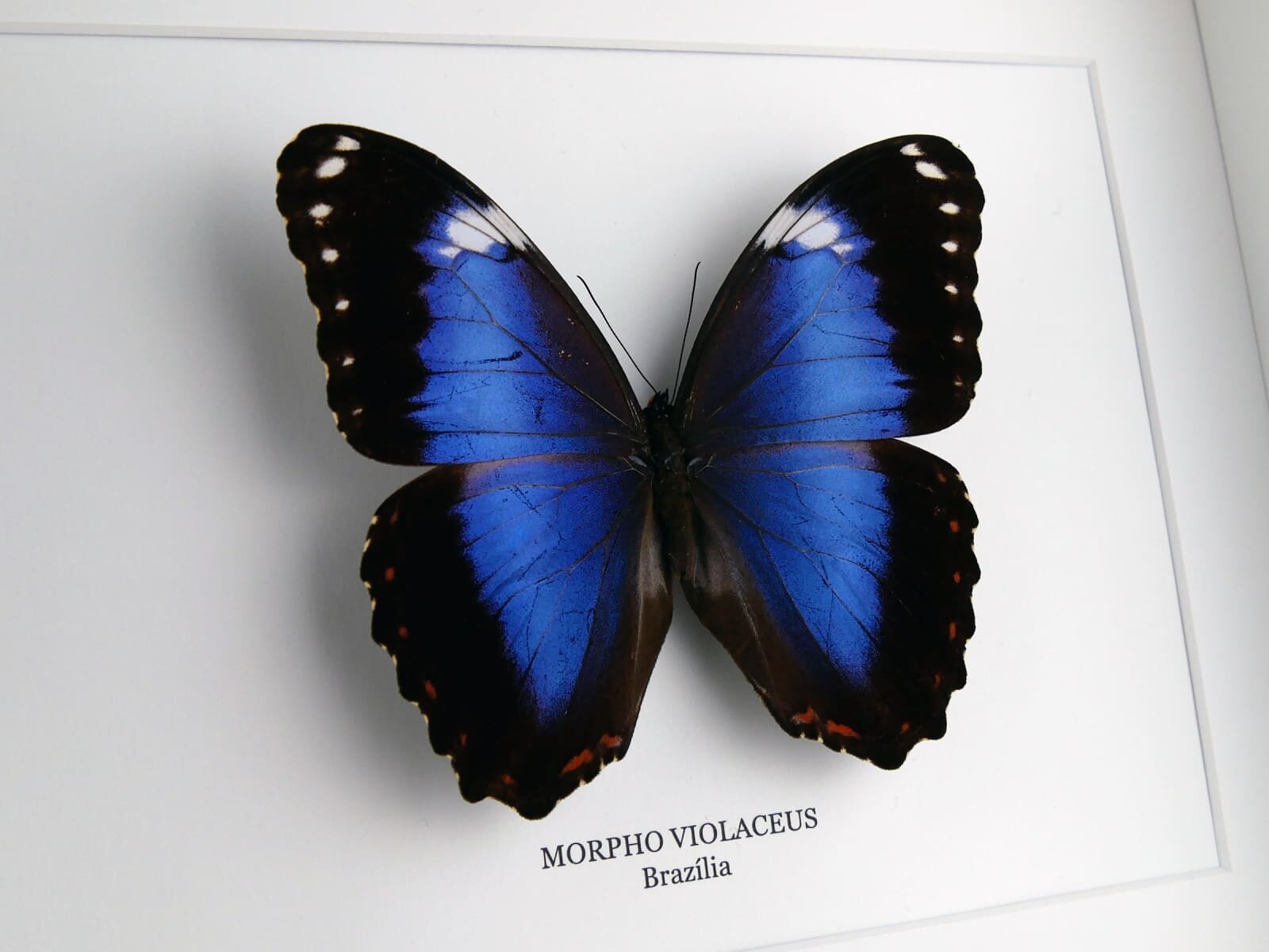 Morpho violaceus azúrlepke, fehér keretben