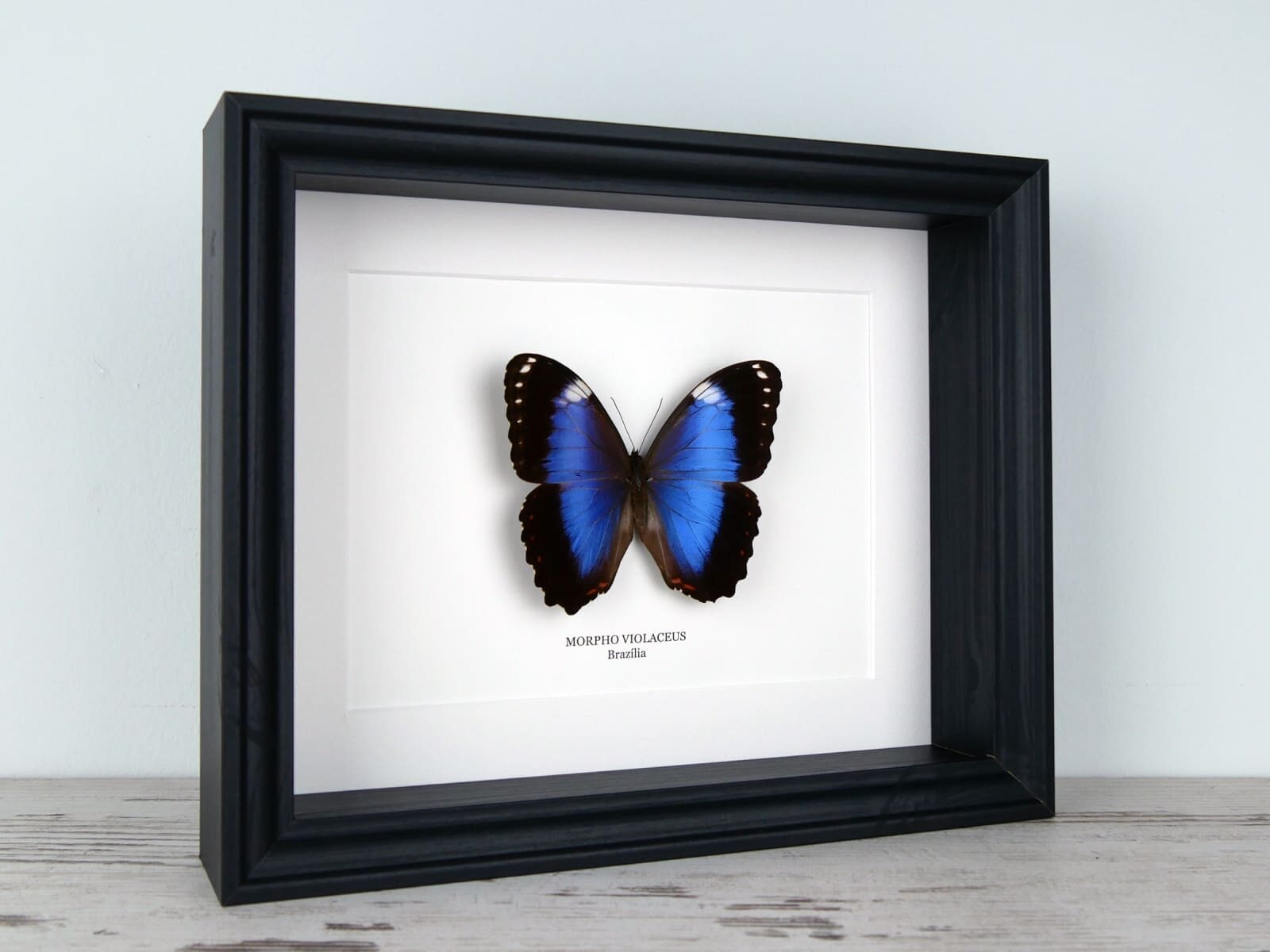 Morpho violaceus azúrlepke, fekete keretben