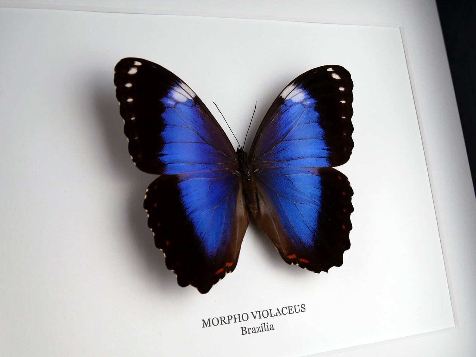 Morpho violaceus azúrlepke, fekete keretben