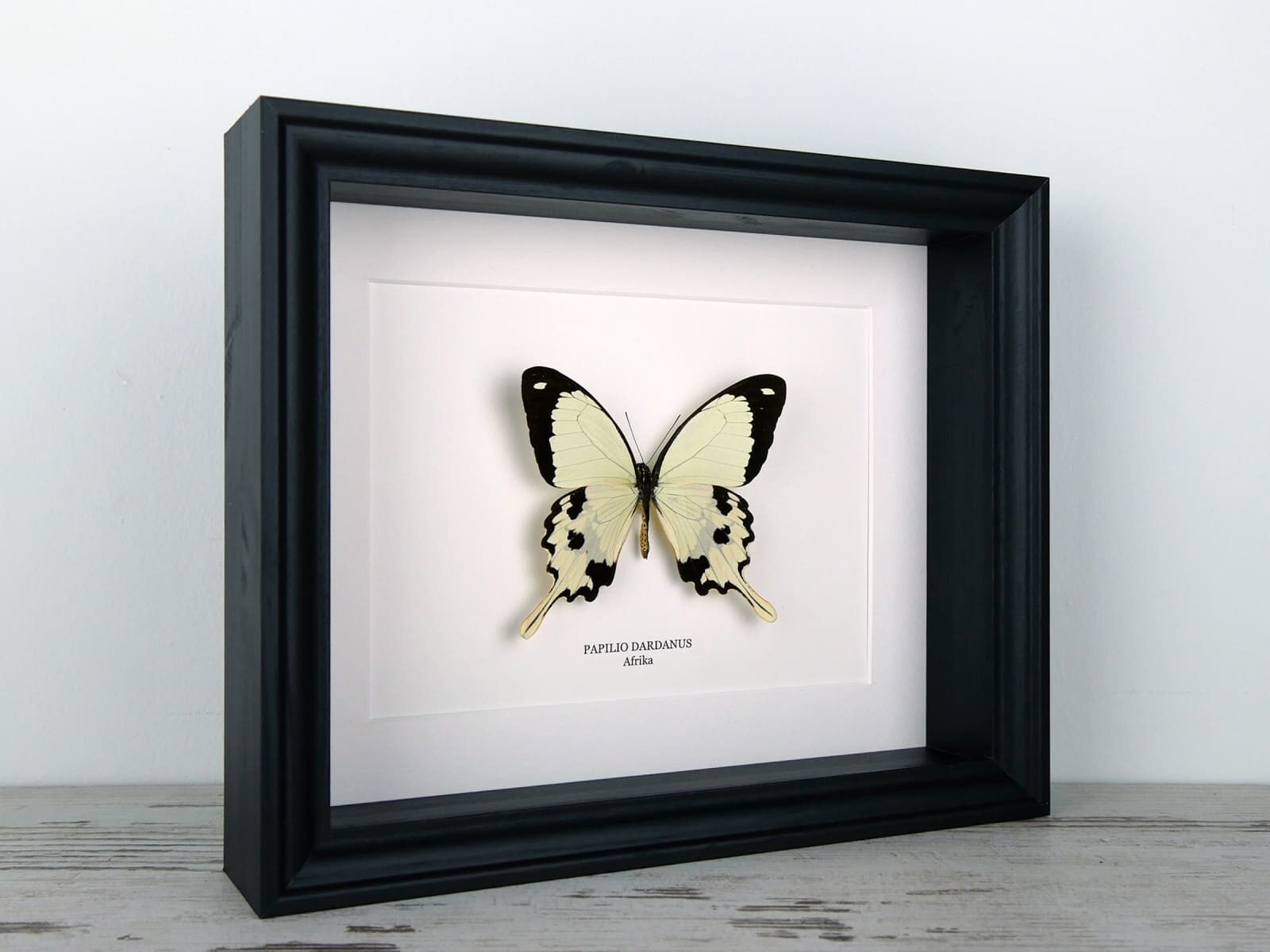 Papilio dardanus, fekete keretben