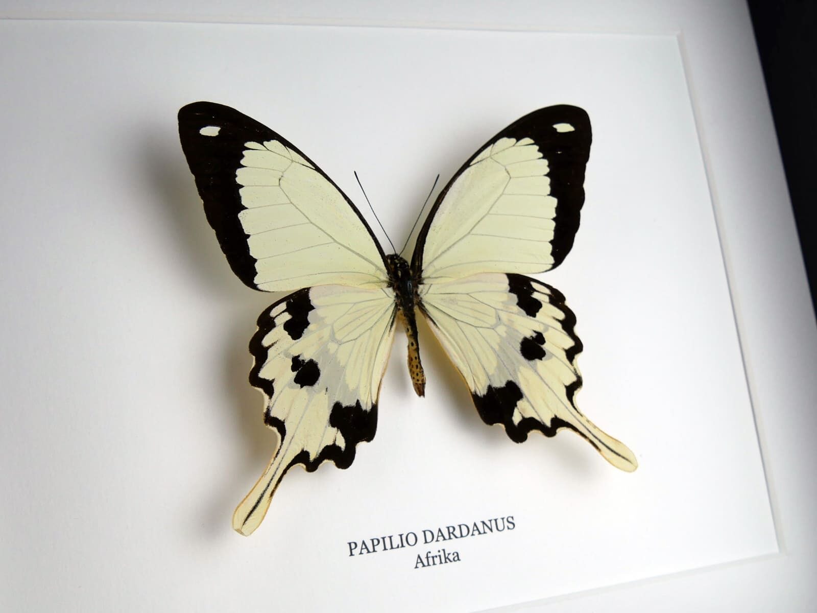 Papilio dardanus, fekete keretben