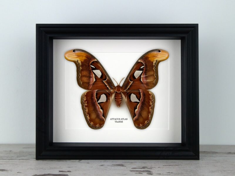 Attacus atlas nőstény, fekete keretben