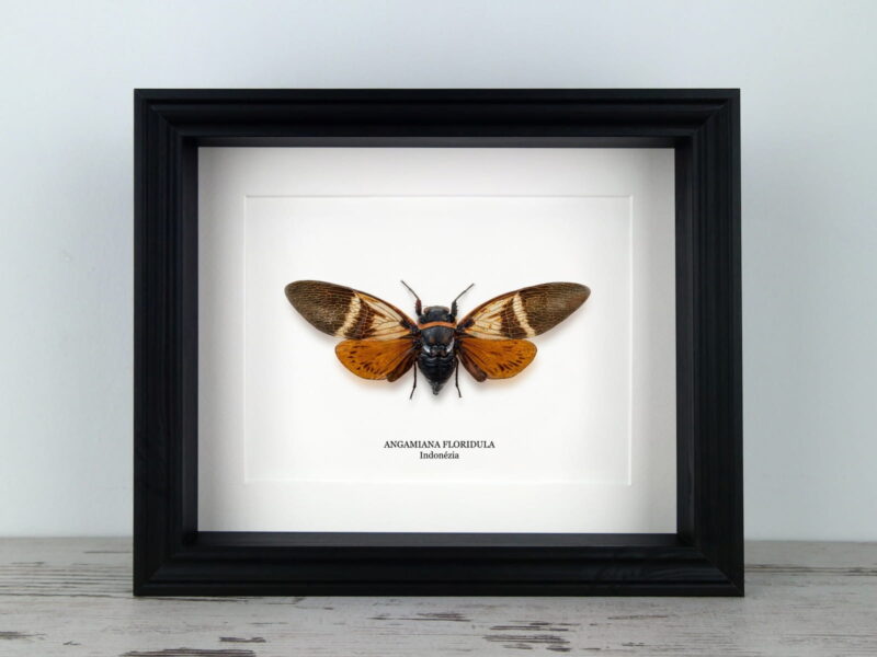 Angamiana floridula, fekete keretben