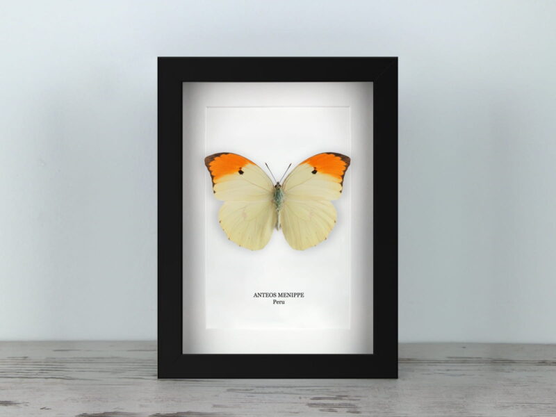 Anteos menippe, fekete keretben (15×20 cm)