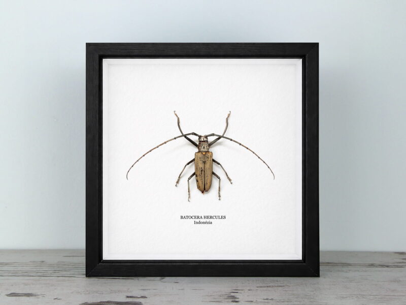 Batocera hercules, fekete keretben (20×20 cm)