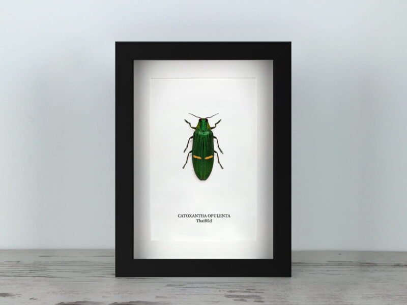 Catoxantha opulenta, fekete keretben (15×20 cm)