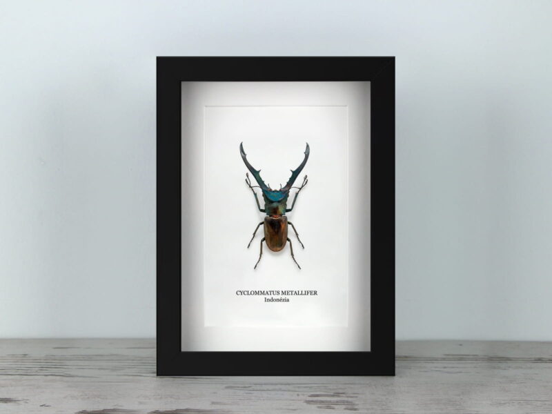 Cyclommatus metallifer, fekete keretben (15×20 cm)