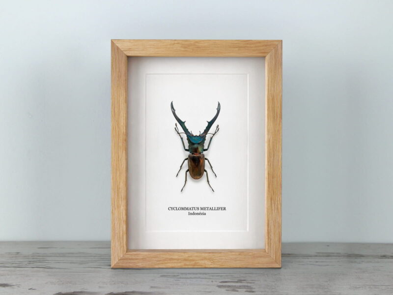 Cyclommatus metallifer, tölgyfa hatású keretben (15×20 cm)