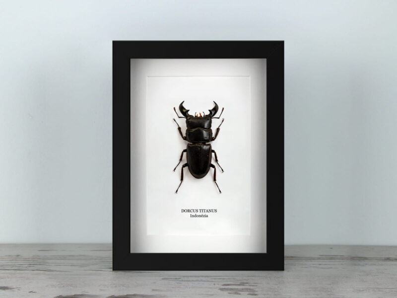 Dorcus titanus, fekete keretben (15×20 cm)