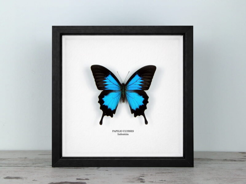 Papilio ulysses, fekete keretben (20×20 cm)