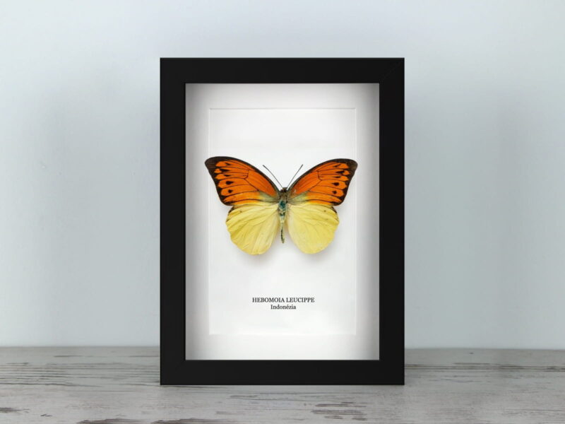 Hebomoia leucippe, fekete keretben (15×20 cm)