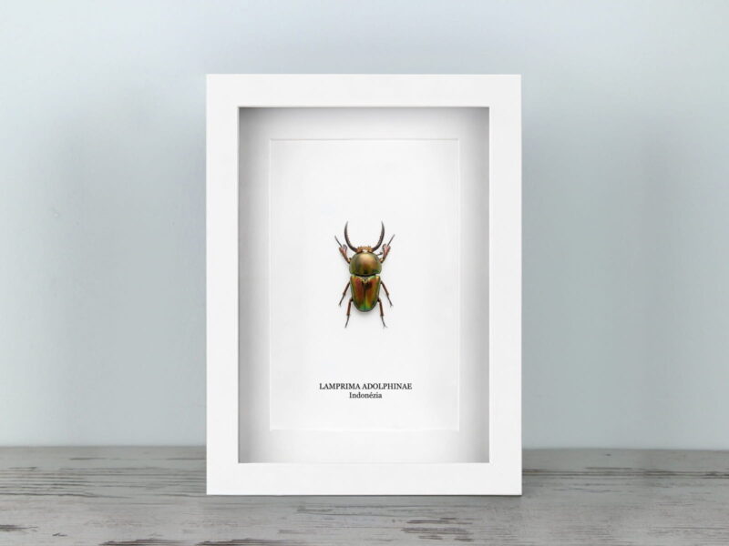 Lamprima adolphinae, fehér keretben (15×20 cm)