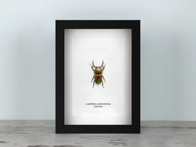 Lamprima adolphinae, fekete keretben (15×20 cm)