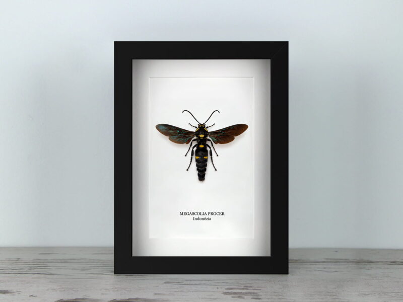 Megascolia procer, fekete keretben (15×20 cm)
