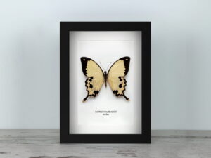 Hebomoia leucippe, fekete keretben (15×20 cm) (másolat)