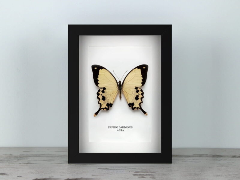 Papilio dardanus, fekete keretben (15×20 cm)