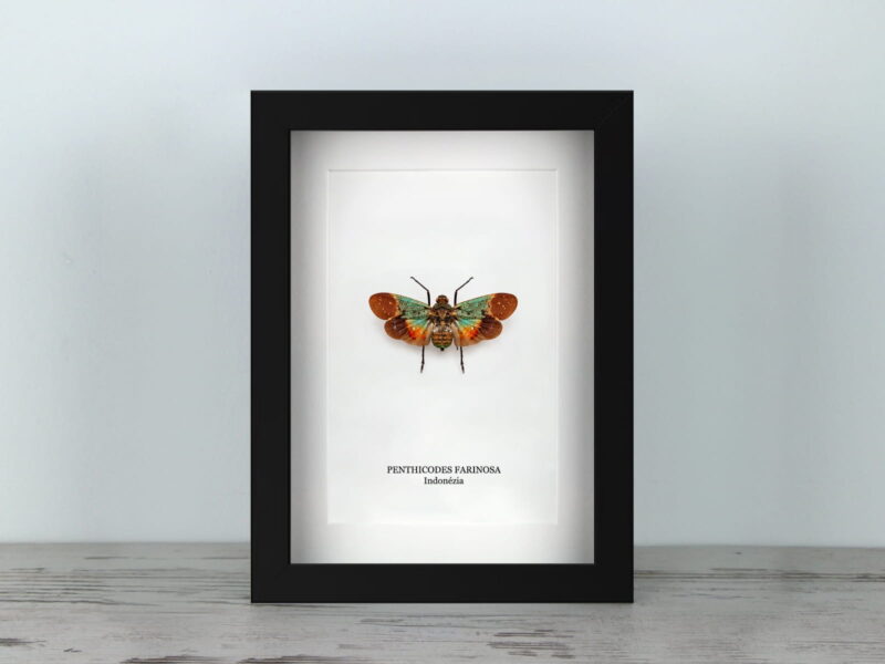 Penthicodes farinosa, fekete keretben (15×20 cm)