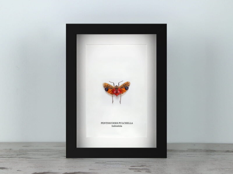 Penthicodes pulchella, fekete keretben (15×20 cm)