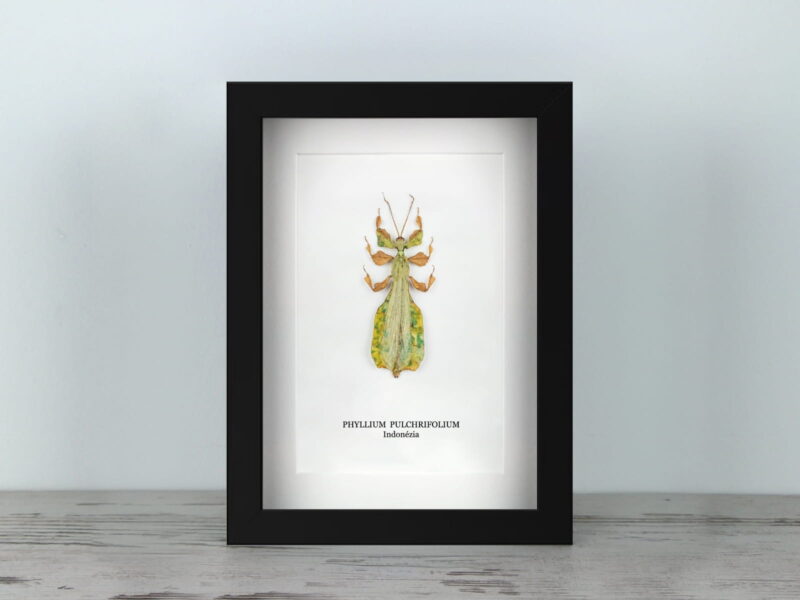 Phyllium pulchrifolium, fekete keretben (15×20 cm)