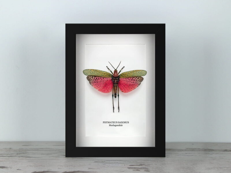 Phymateus saxosus, fekete keretben (15×20 cm)